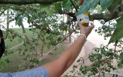 L’Ajuntament aplica mesures fitosanitàries contra les plagues dels parcs Prudenci i la Sardana