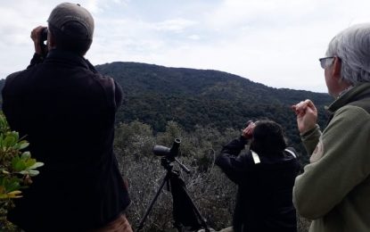 Finalitza el seguiment de rapinyaires diürns al Parc del Montnegre i el Corredor