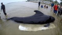 balena bosses plastic