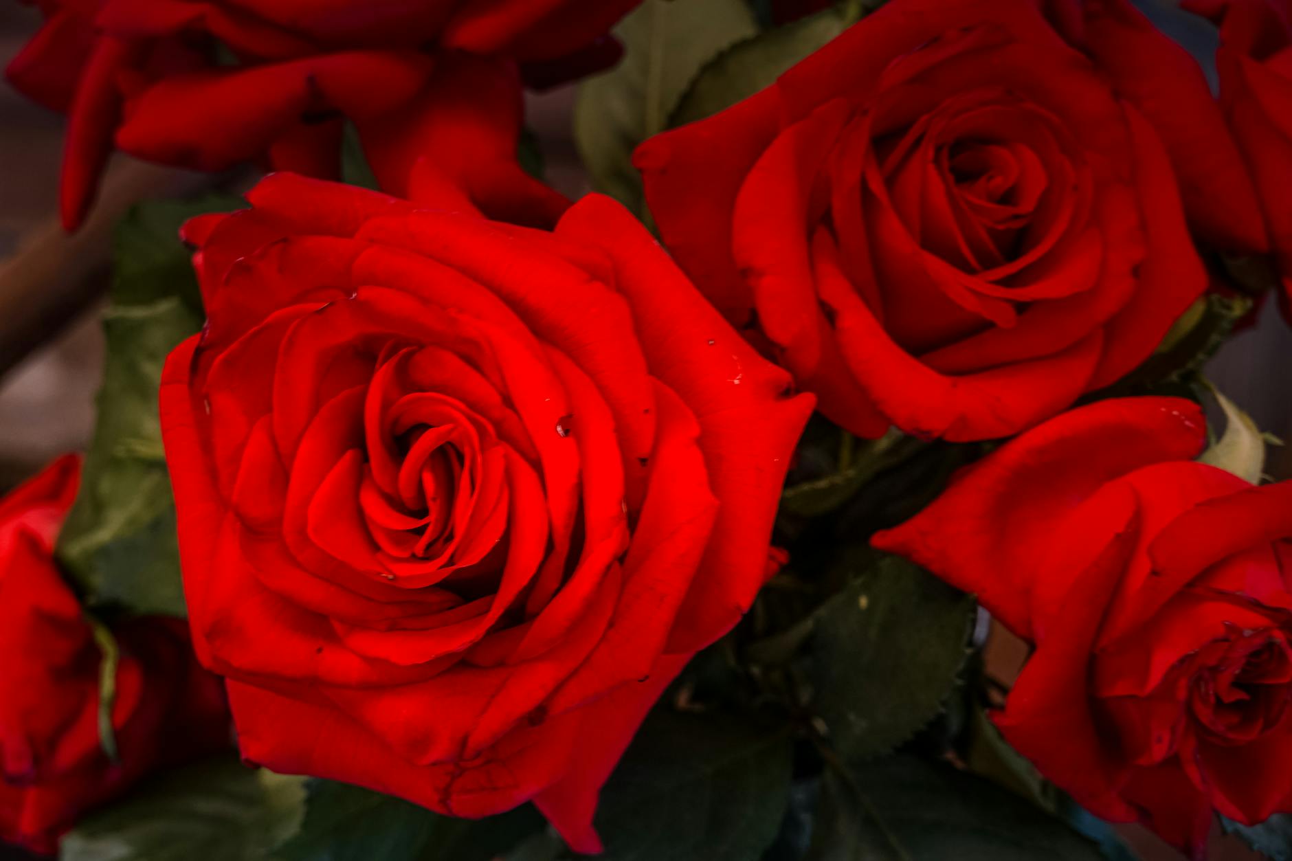 red roses in close up photography