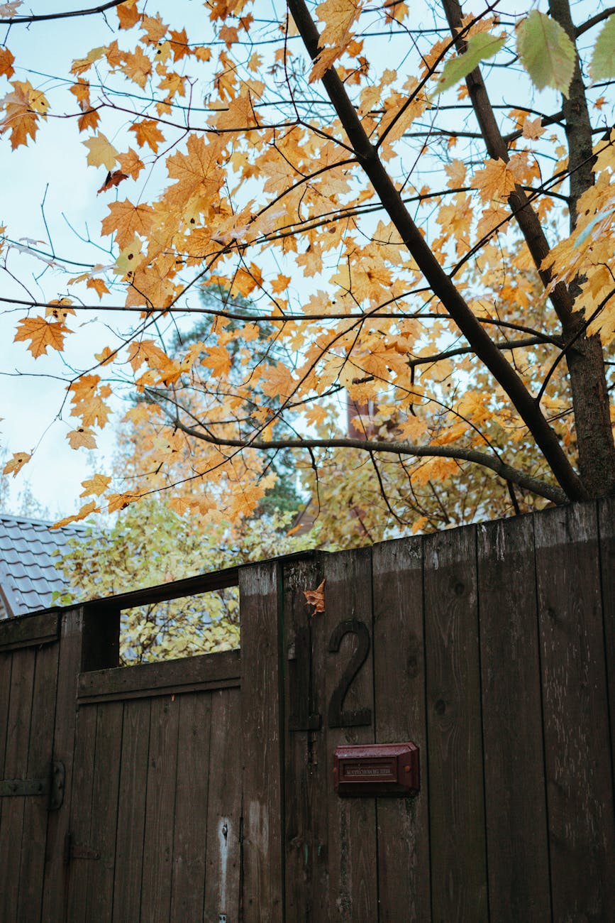 tree behind wooden fence in autumn