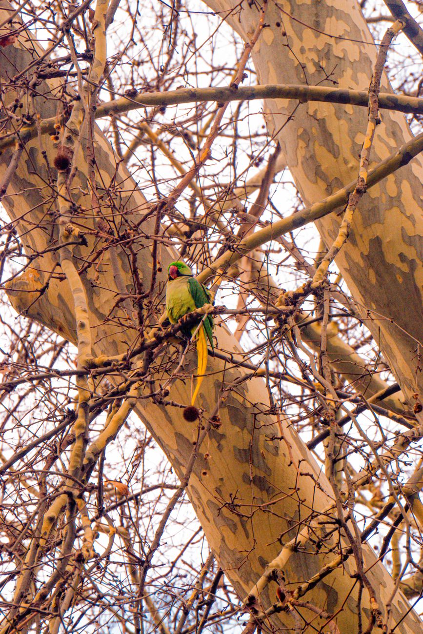 vibrant green parrot perched on tree branch